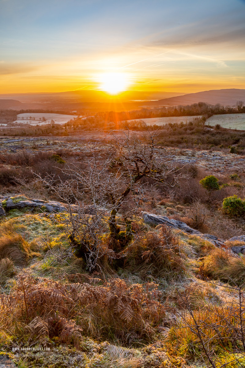 Fahee North Carron Burren East Clare Ireland - fahee,february,frost,golden hour,lone tree,purple,sunrise,sunstar,wall,winter,hills