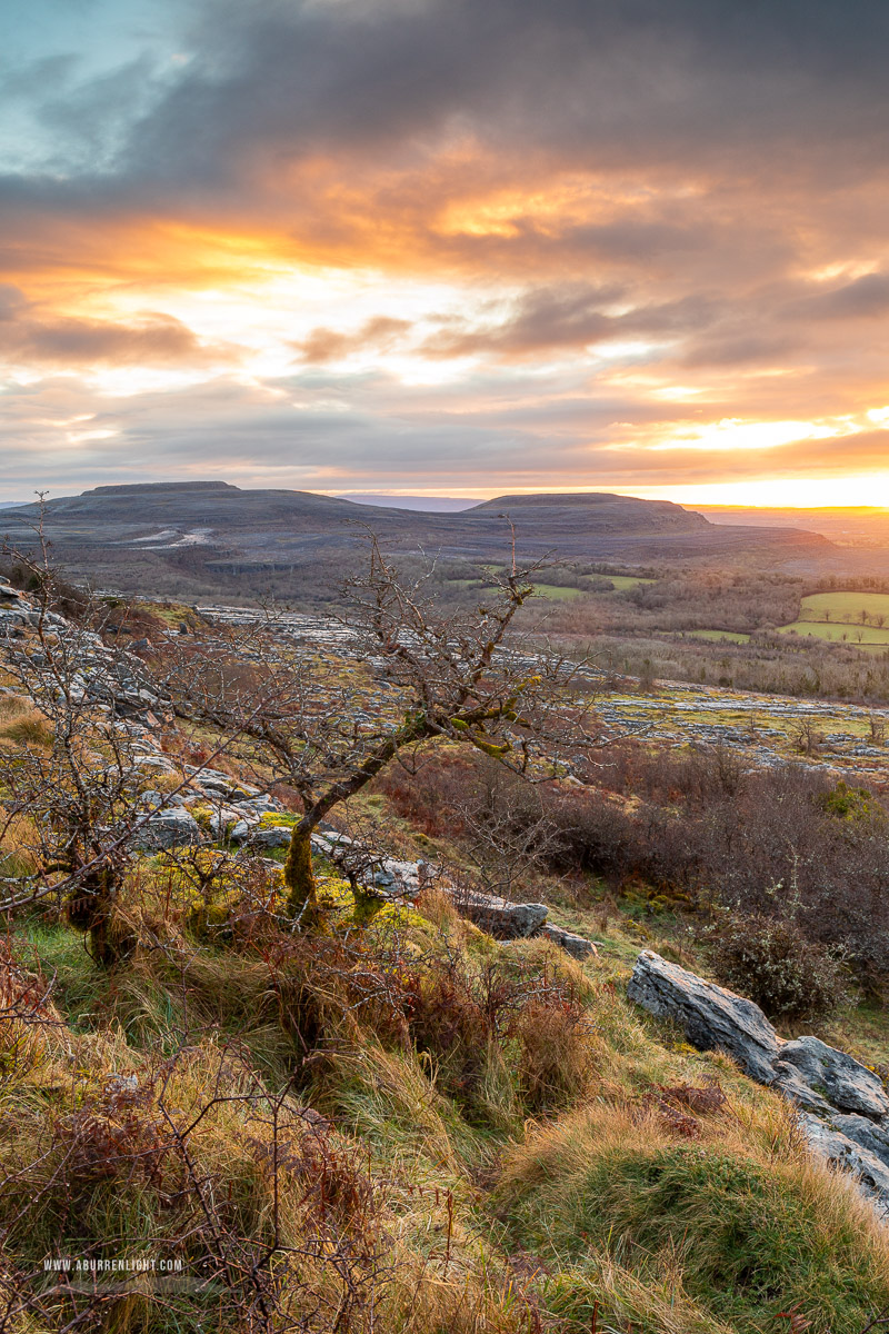 Fahee North Carron Burren East Clare Ireland - fahee,lone tree,hills,march,golden,sunrise,winter