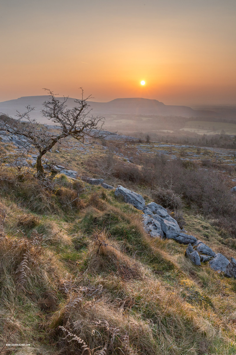 Fahee North Carron Burren East Clare Ireland - fahee,golden hour,lone tree,march,mist,spring,sunrise,hills,haze