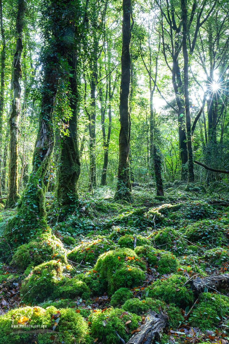 Garryland Woods Gort Galway Ireland - autumn,garryland,october,sunstar,woods,lowland,green