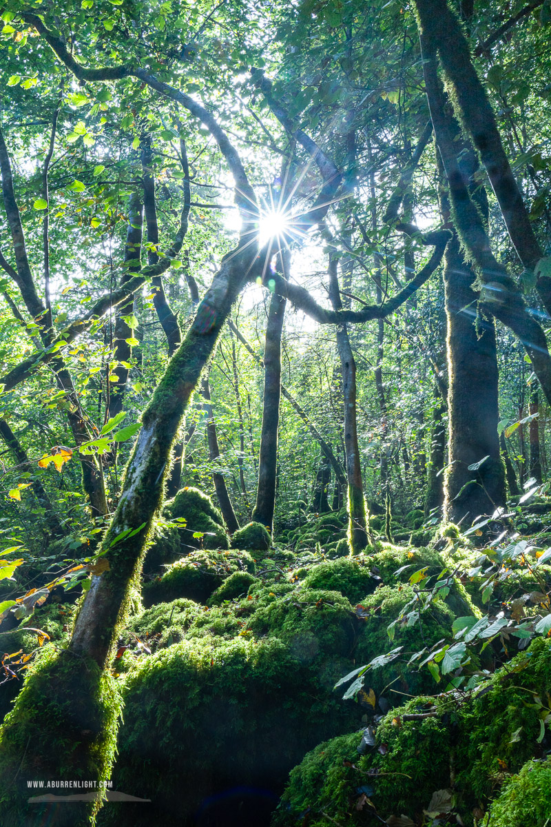 Garryland Woods Gort Galway Ireland - autumn,garryland,october,sunstar,woods,lowland,green