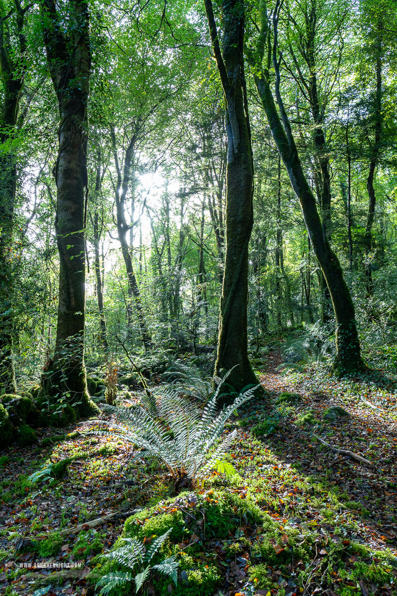 Garryland Woods Gort Galway Ireland - autumn,garryland,october,sunstar,woods,lowland,green