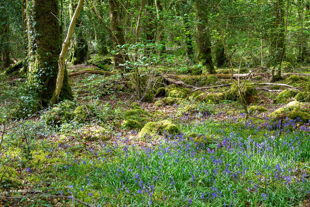 Garryland Woods Gort Galway Ireland - april,bluebells,flowers,garryland,spring,woods