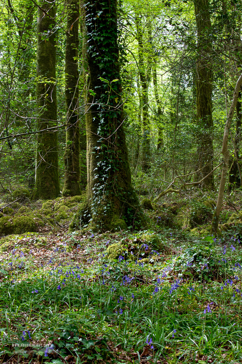 Garryland Woods Gort Galway Ireland - april,bluebells,flowers,garryland,spring,woods