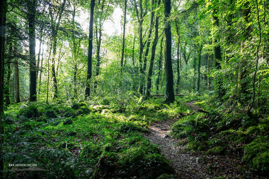 Garryland Woods Gort Galway Ireland - august,coole,garryland,green,lowland,path,summer,woods