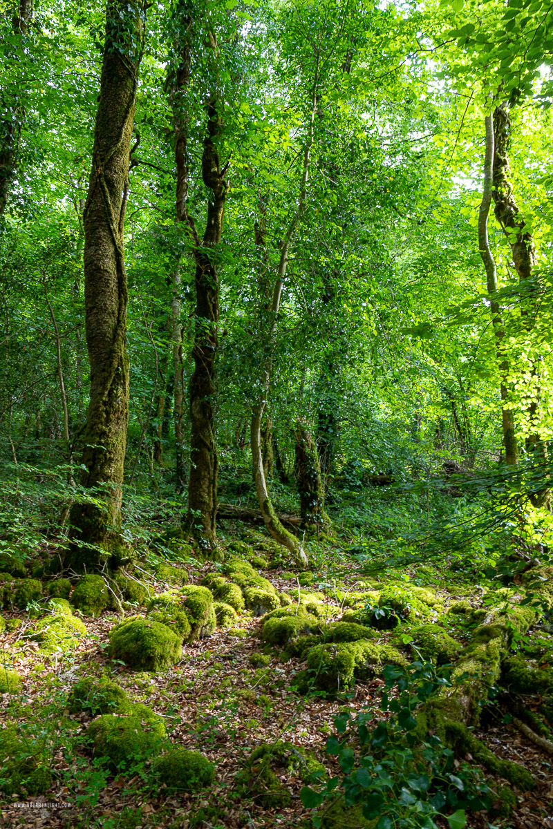 Garryland Woods Gort Galway Ireland - garryland,july,summer,woods,green,lowland