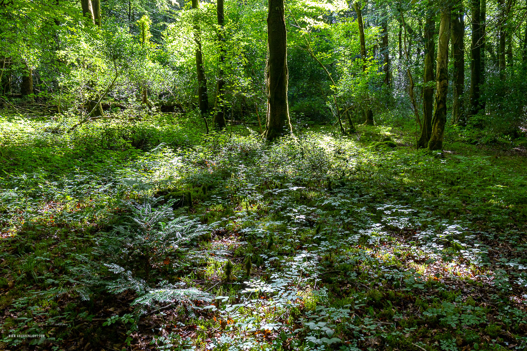 Garryland Woods Gort Galway Ireland - garryland,july,summer,woods,green,lowland