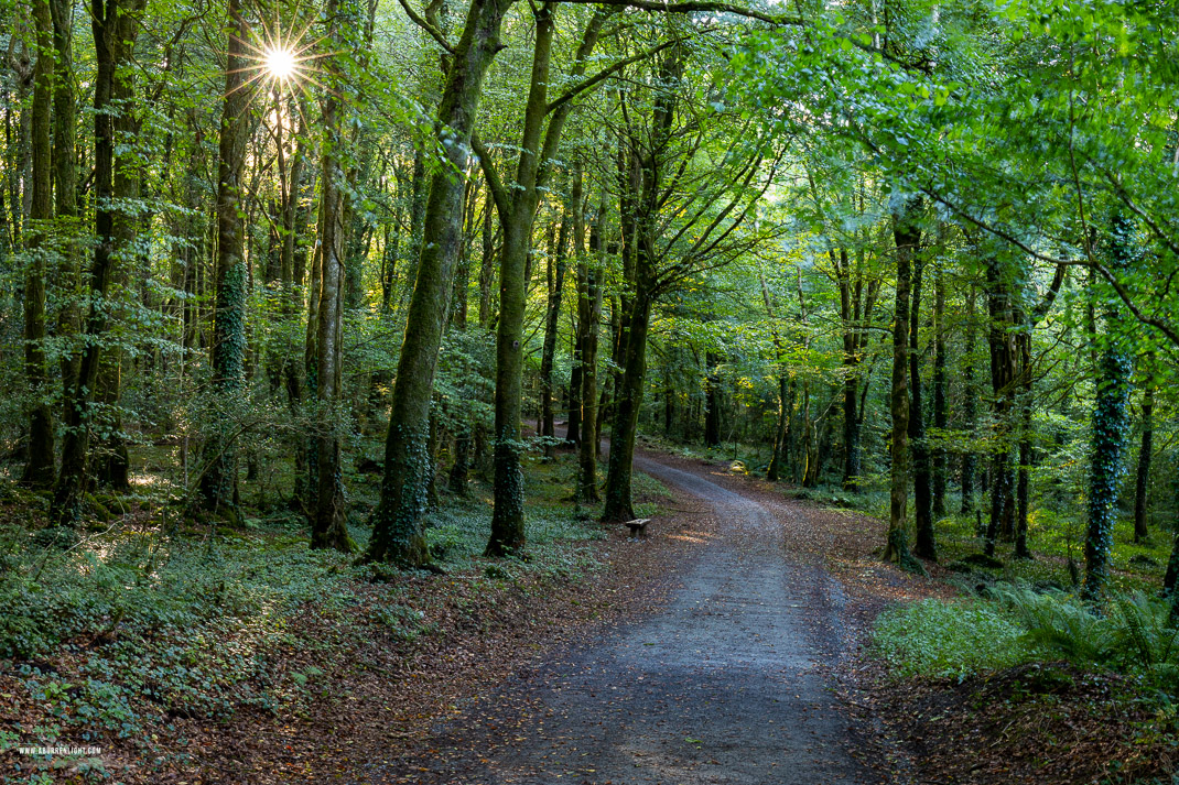 Garryland Woods Gort Galway Ireland - garryland,long exposure,september,summer,sunstar,woods,green,lowland