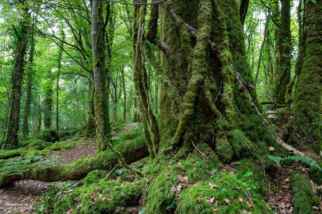 Garryland Woods Gort Galway Ireland - garryland,long exposure,september,summer,woods,green,lowland