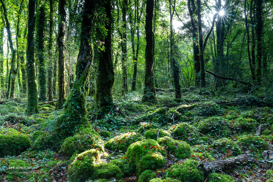 Garryland Woods Gort Galway Ireland - autumn,garryland,october,sunstar,woods,green,lowland