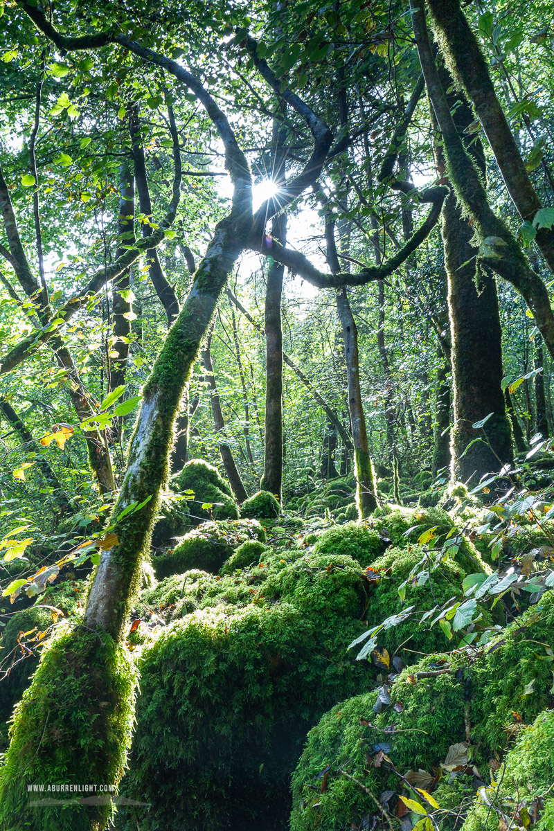 Garryland Woods Gort Galway Ireland - autumn,garryland,october,sunstar,woods,green,lowland