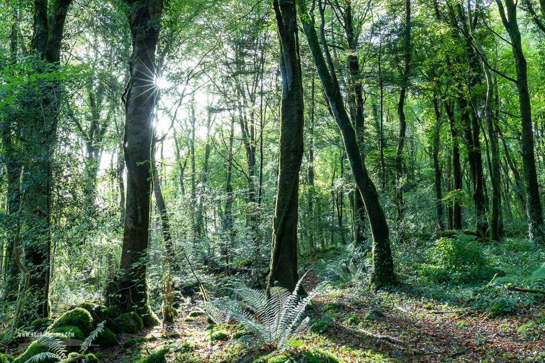 Garryland Woods Gort Galway Ireland - autumn,garryland,october,sunstar,woods,green,lowland