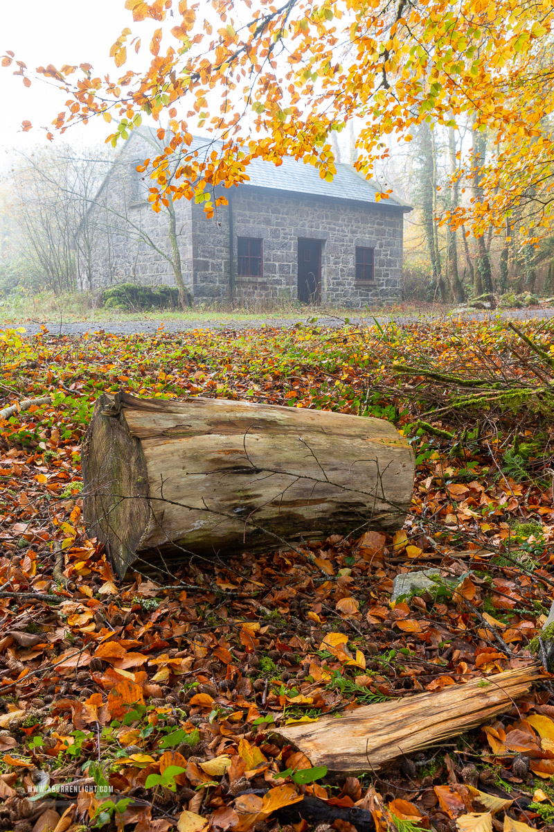 Garryland Woods Gort Galway Ireland - autumn,garryland,mist,november,woods,portfolio,golden,lowland