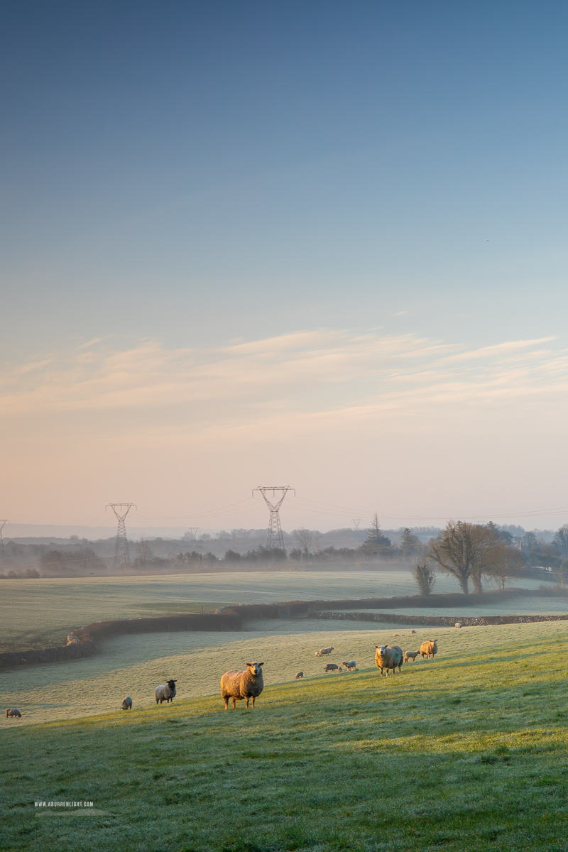 Gort Galway Ireland - animal,frost,golden,gort,lowlands,rural,sheep,sunrise