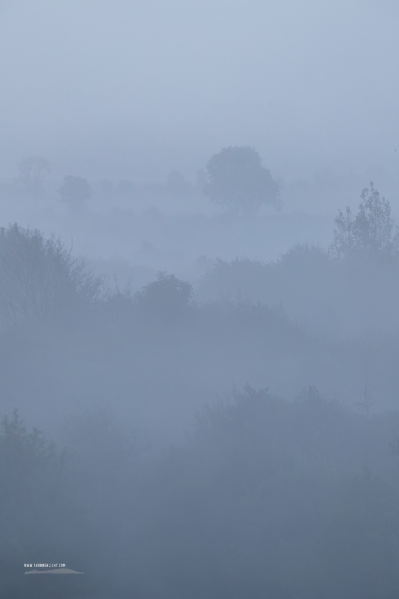 Portrait view of scattered lowland trees emerging through blue-grey dawn mist near Gort