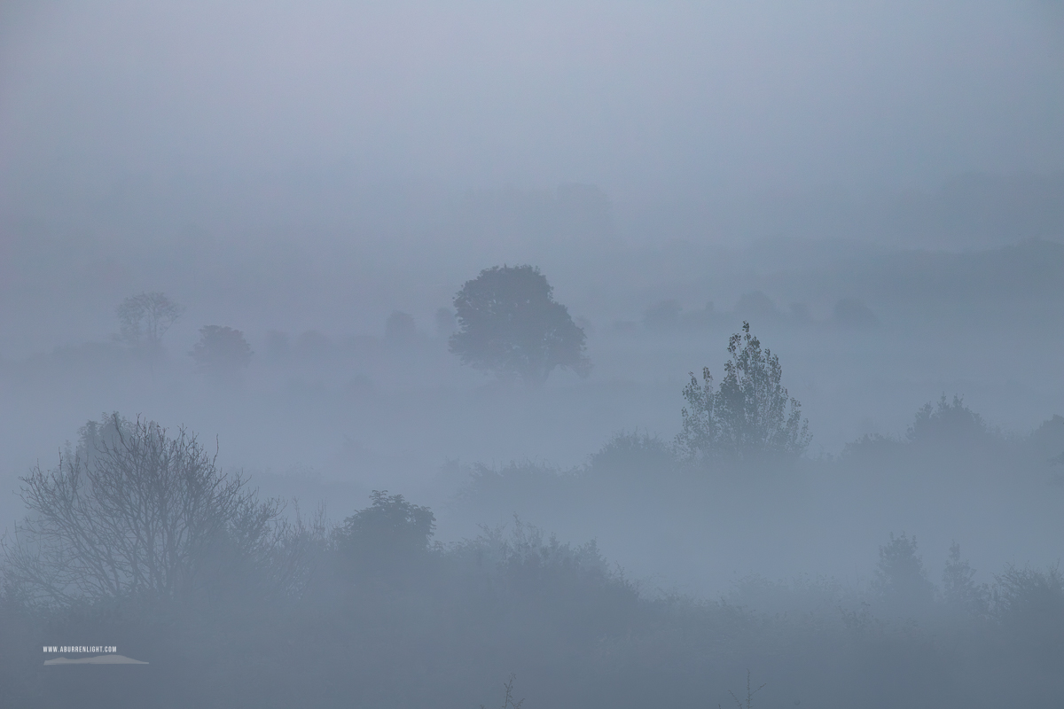 Scattered trees standing among layered sunrise mist in the lowlands near Gort, County Galway