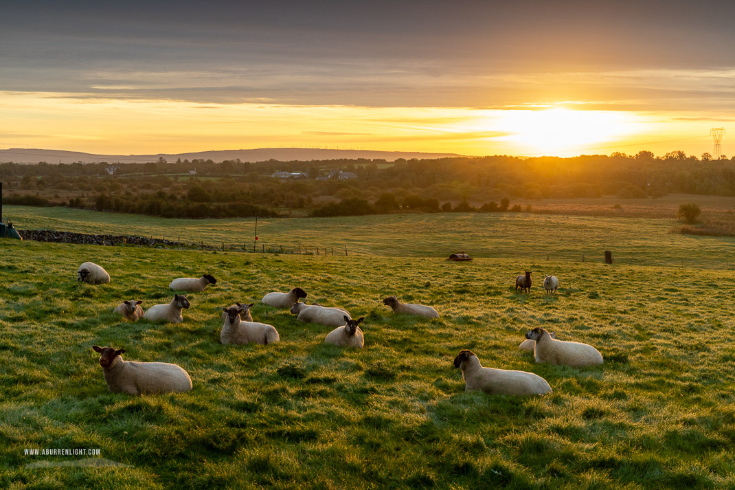 Gort Galway Ireland - golden,gort,rural,september,sheep,summer,sunrise,golden,lowland,animal