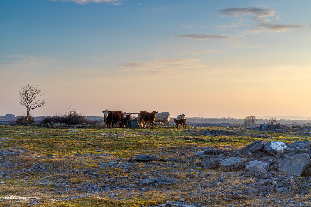 Gort Galway Ireland - animals,cow,golden hour,gort,march,rural,spring,sunrise,lowland