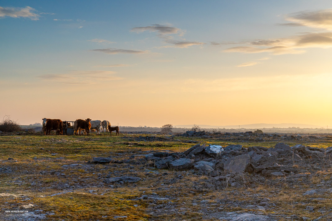 Gort Galway Ireland - animals,cow,golden hour,gort,march,rural,spring,sunrise,lowland