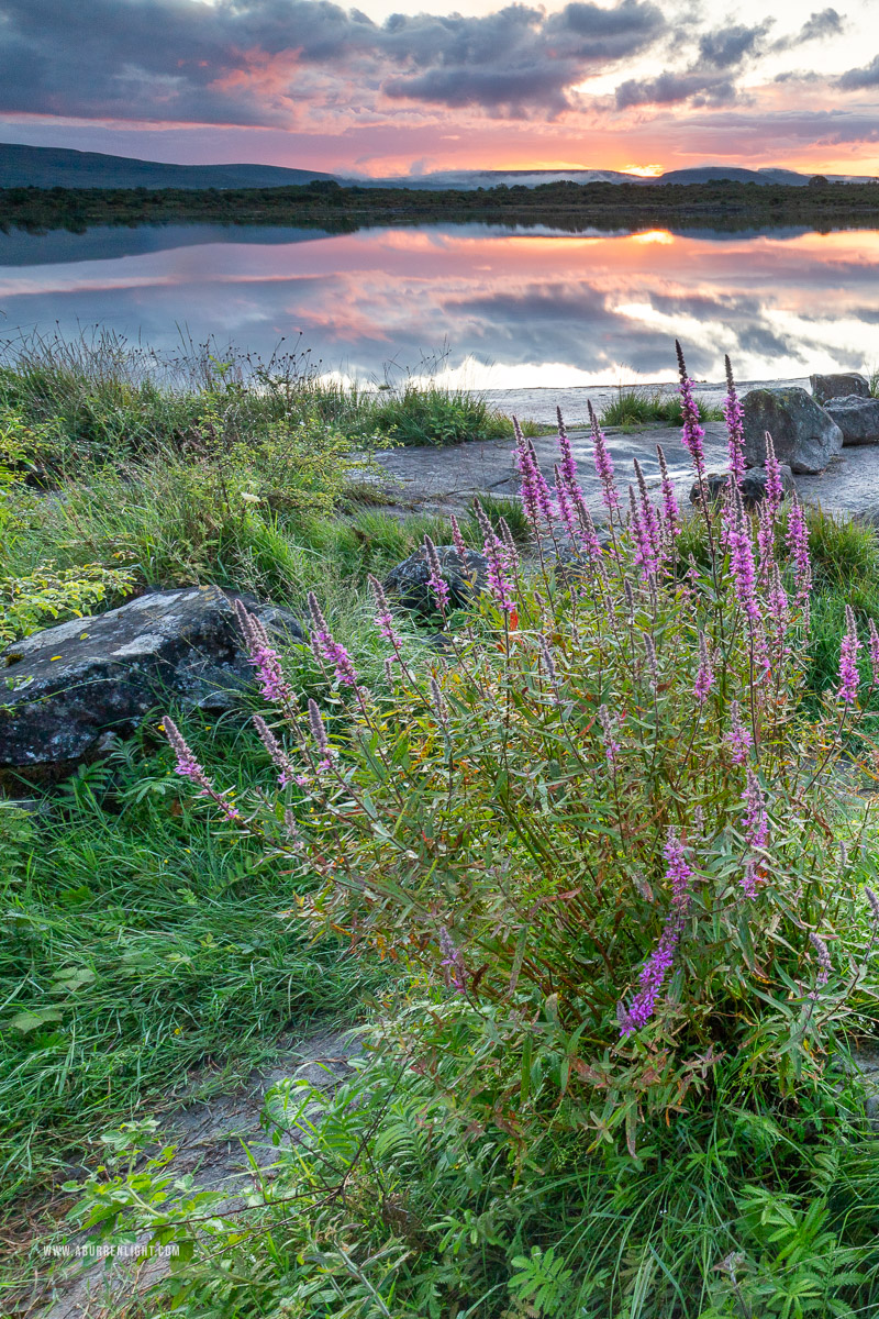 Lough Bunny Clare Ireland - flowers,july,lough bunny,reflections,summer,sunset,lowland