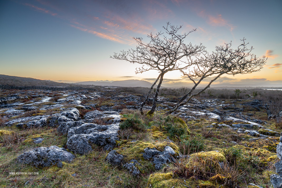 Mullaghmore Burren National Park Clare Ireland - lone tree,march,mullaghmore,pink,spring,twilight,lowland
