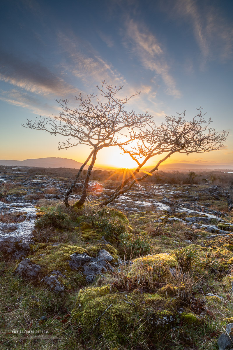 Mullaghmore Burren National Park Clare Ireland - lone tree,march,mullaghmore,spring,sunrise,sunstar,golden,lowland