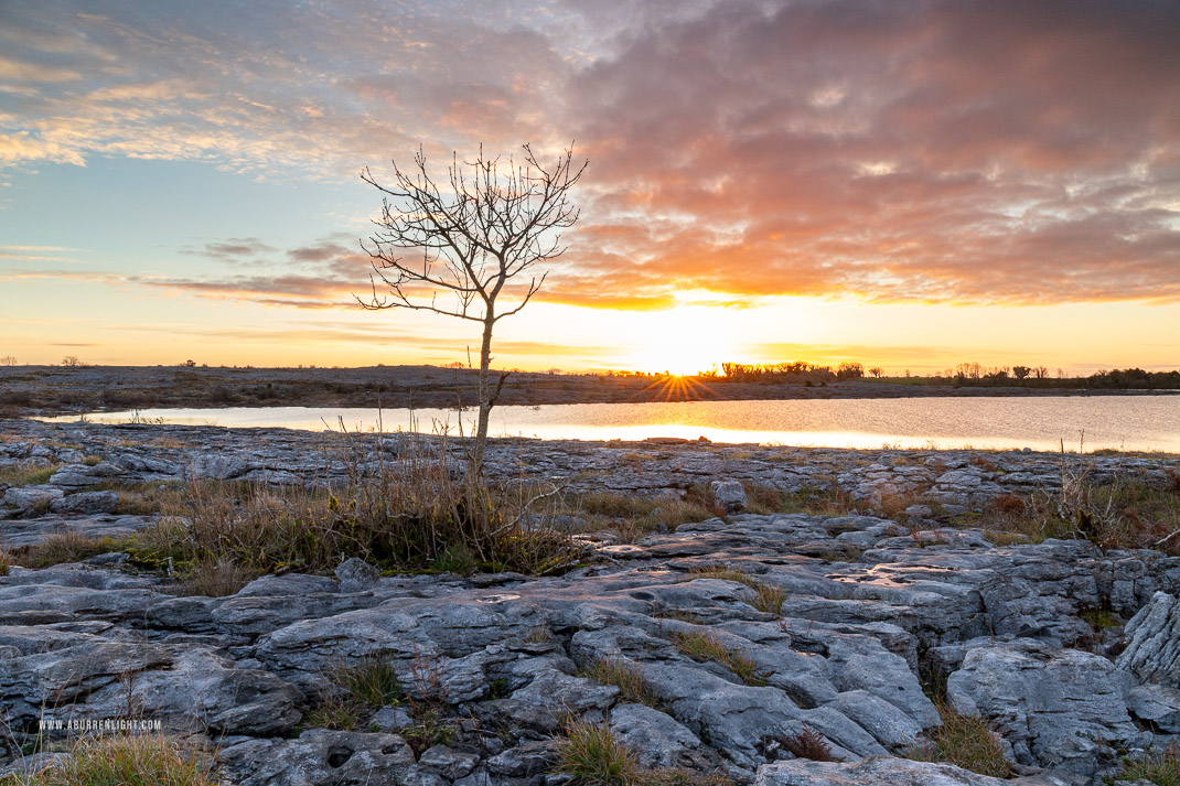 Mullaghmore Burren National Park Clare Ireland - autumn,december,lone tree,mullaghmore,sunrise,sunstar,park,golden