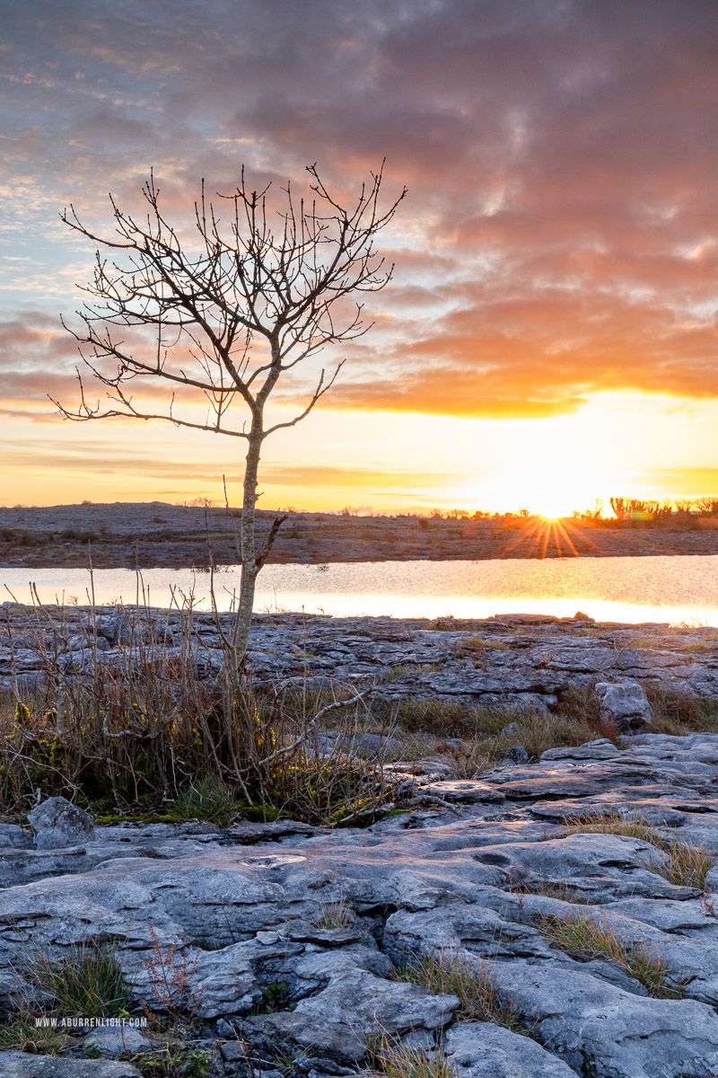 Mullaghmore Burren National Park Clare Ireland - autumn,december,lone tree,mullaghmore,sunrise,sunstar,park,golden