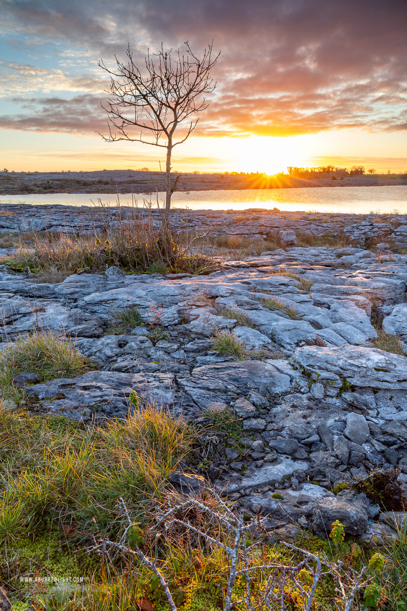 Mullaghmore Burren National Park Clare Ireland - autumn,december,lone tree,mullaghmore,sunrise,sunstar,golden,park