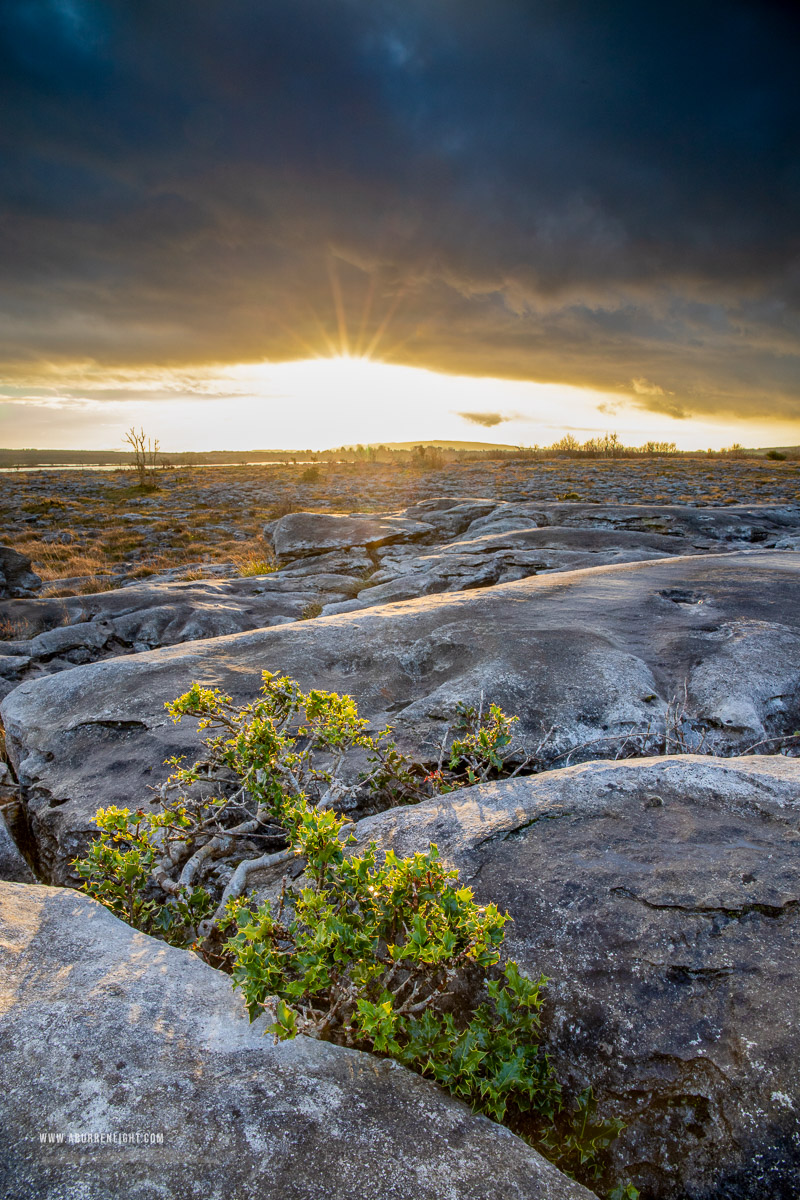 Mullaghmore Burren National Park Clare Ireland - january,mullaghmore,sapling,sunset,winter,park