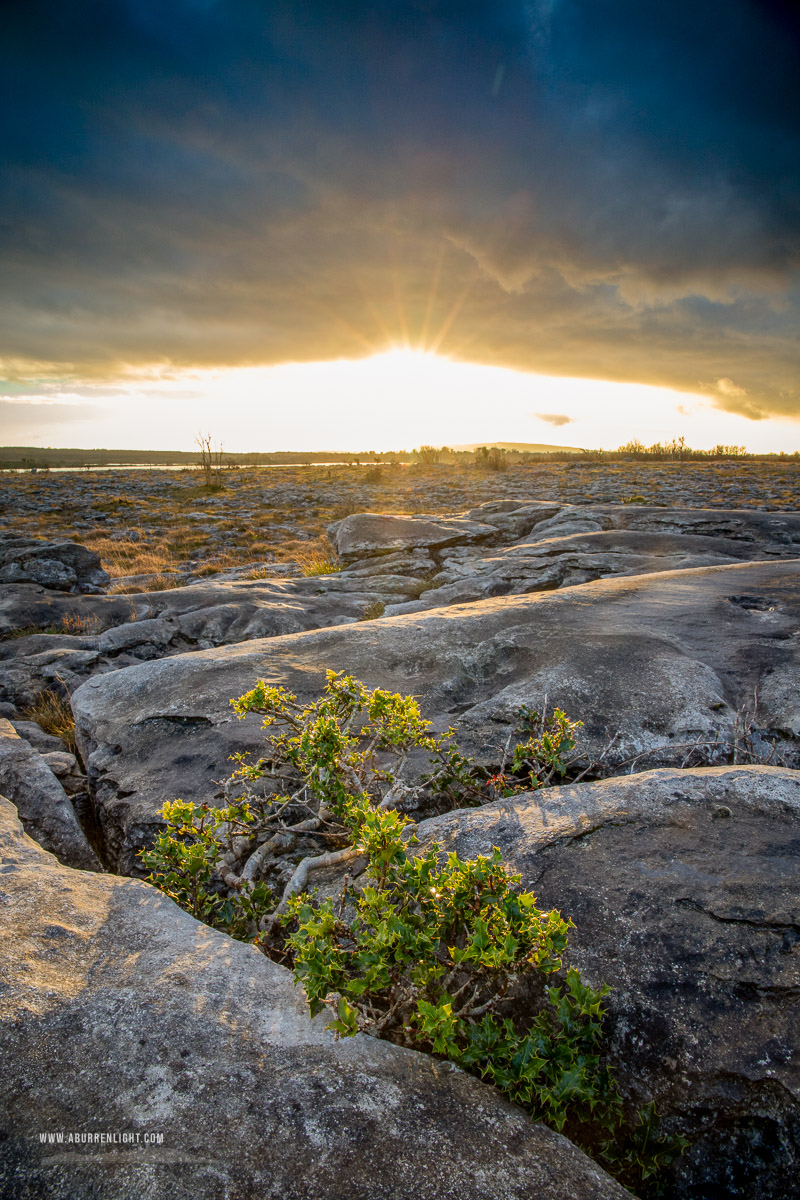 Mullaghmore Burren National Park Clare Ireland - january,mullaghmore,sapling,sunset,winter,golden,park