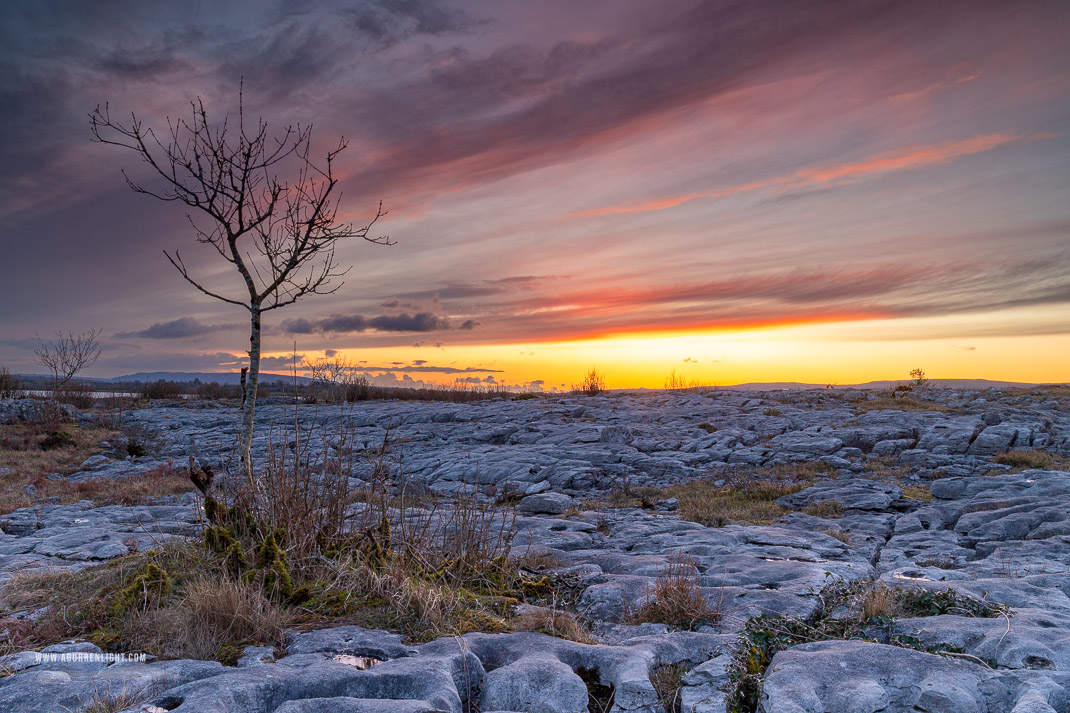 Mullaghmore Burren National Park Clare Ireland - dusk,february,lone tree,mullaghmore,red,winter,park,lowland