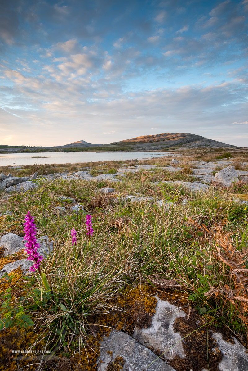 Mullaghmore Burren National Park Clare Ireland - flowers,golden,mullaghmore,orchids,park,sunset