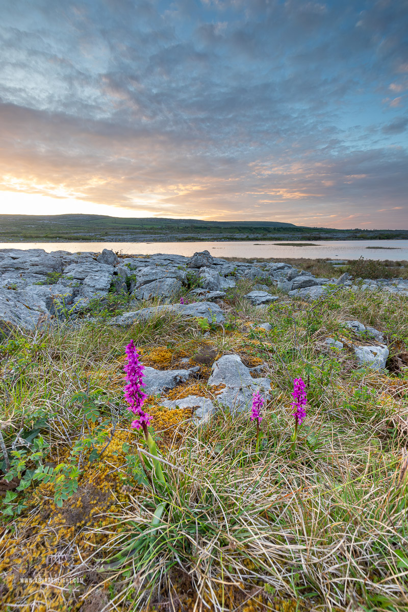 Mullaghmore Burren National Park Clare Ireland - flowers,golden,mullaghmore,orchids,park,sunset