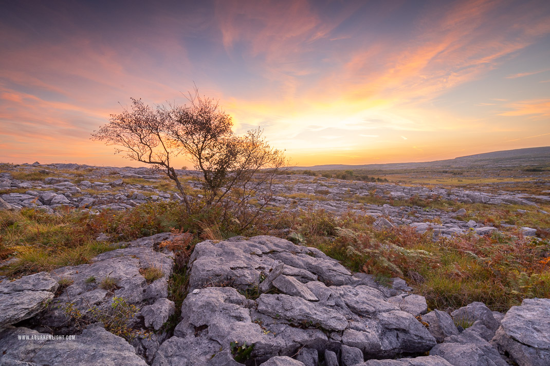 Mullaghmore Burren National Park Clare Ireland - lone tree,mullaghmore,orange,park,september,summer,sunset