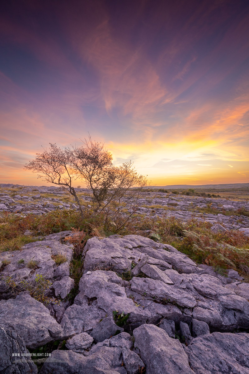 Mullaghmore Burren National Park Clare Ireland - lone tree,mullaghmore,orange,park,september,summer,sunset