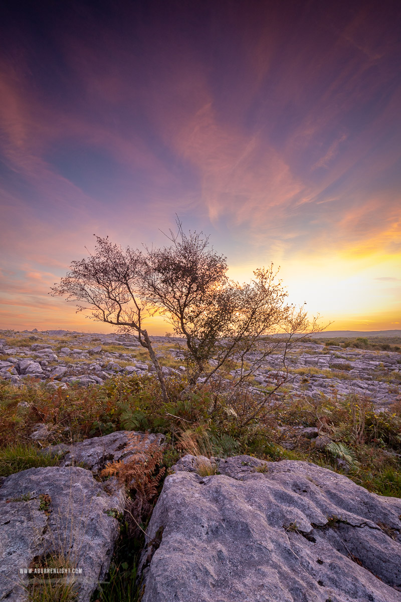 Mullaghmore Burren National Park Clare Ireland - lone tree,mullaghmore,orange,park,september,summer,sunset