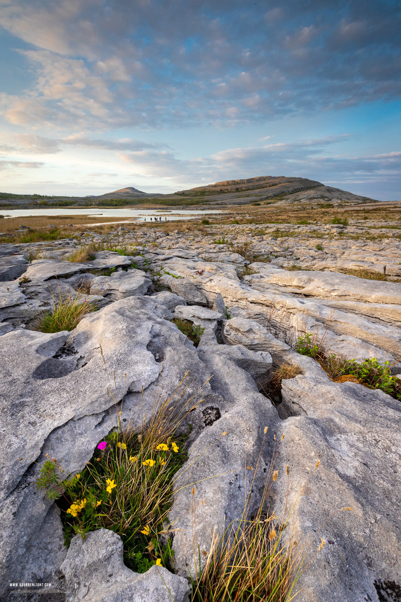 Mullaghmore Burren National Park Clare Ireland - flower,may,mullaghmore,spring,sunset,park