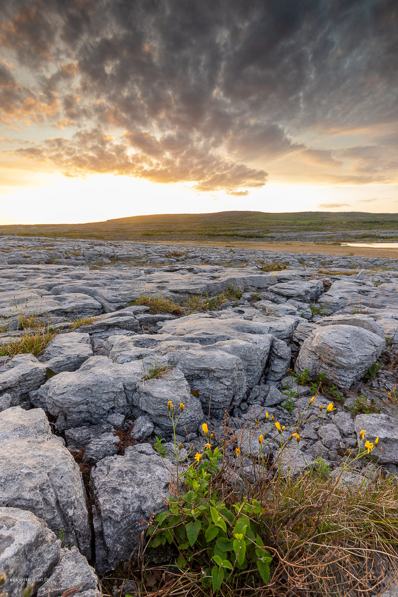 Mullaghmore Burren National Park Clare Ireland - flower,may,mullaghmore,spring,sunset,park,golden