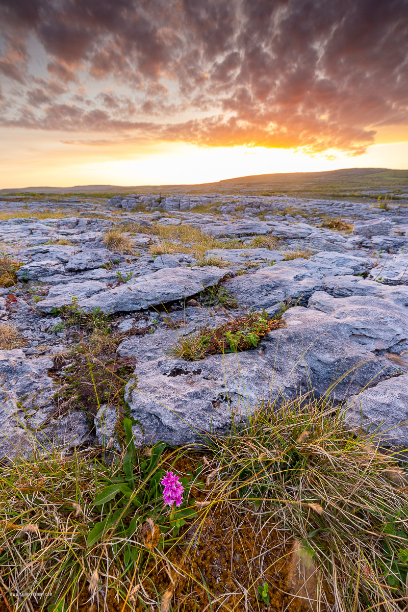 Mullaghmore Burren National Park Clare Ireland - dusk,flower,may,mullaghmore,orange,spring,sunset,park,golden