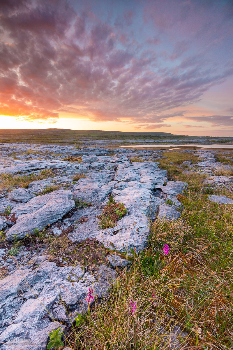 Mullaghmore Burren National Park Clare Ireland - dusk,flower,may,mullaghmore,spring,sunset,park,golden