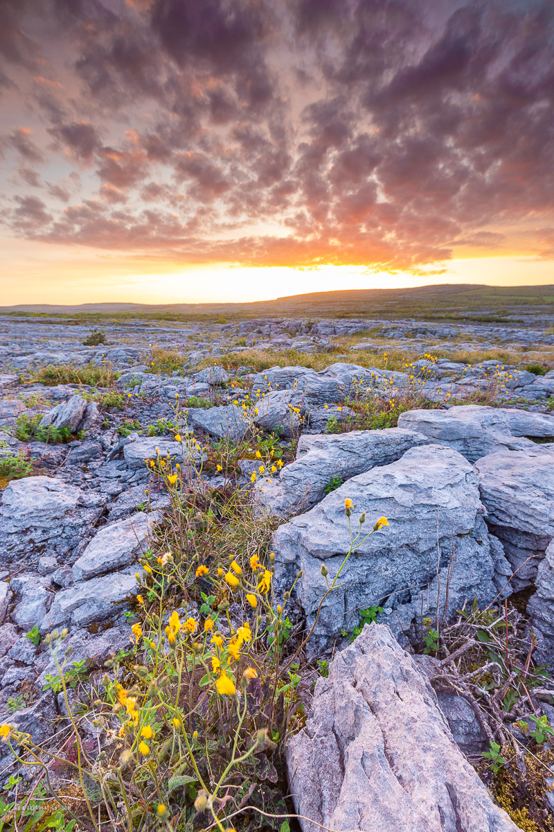 Mullaghmore Burren National Park Clare Ireland - dusk,flower,may,mullaghmore,spring,sunset,park,golden