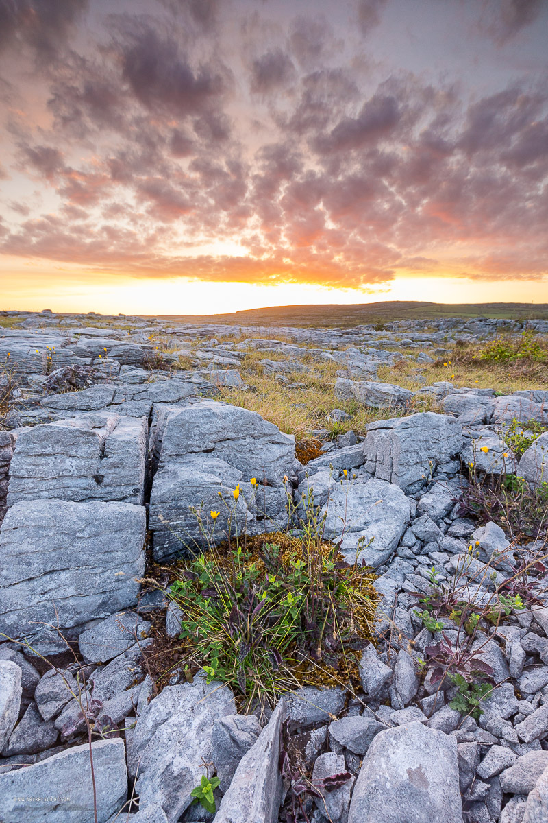 Mullaghmore Burren National Park Clare Ireland - dusk,flower,may,mullaghmore,spring,sunset,park,golden