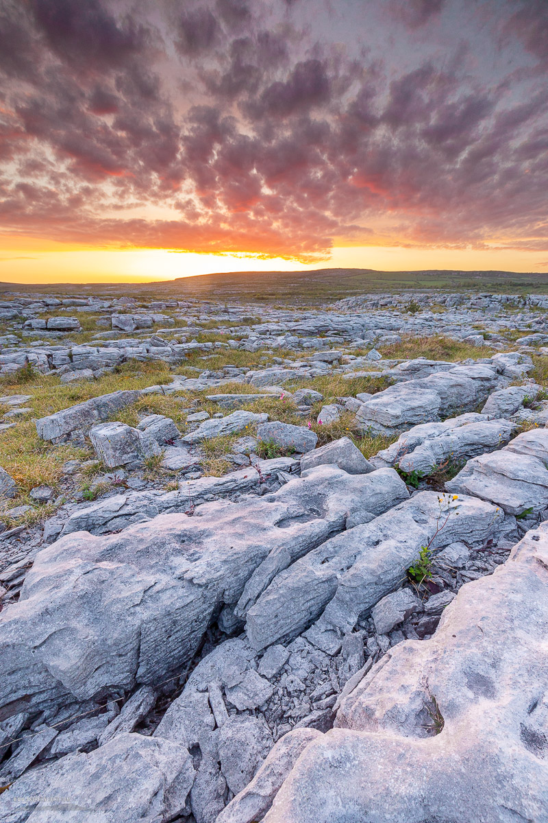 Mullaghmore Burren National Park Clare Ireland - dusk,flower,may,mullaghmore,spring,sunset,park,golden