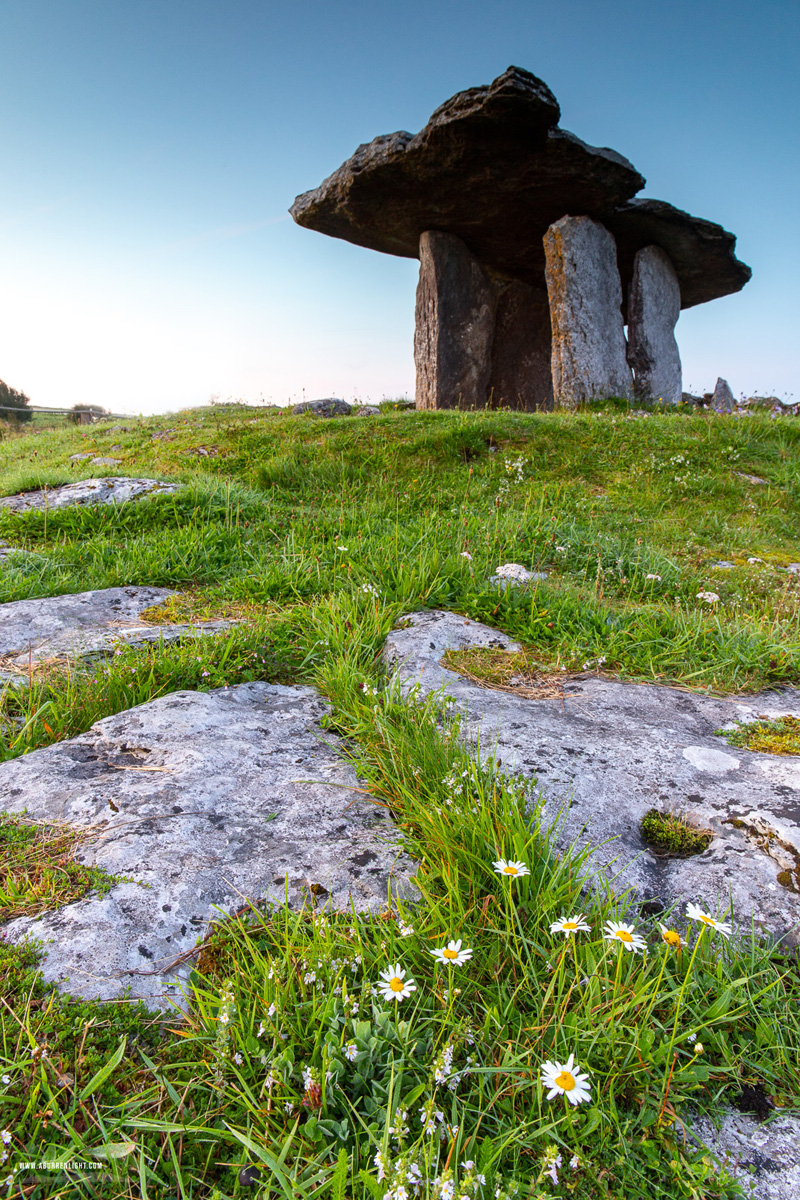 Poulnabrone Dolmen Roughan Hill Burren Clare Ireland - august,dolmen,flowers,landmark,poulnabrone,summer,tomb,daisies,hills,roughan