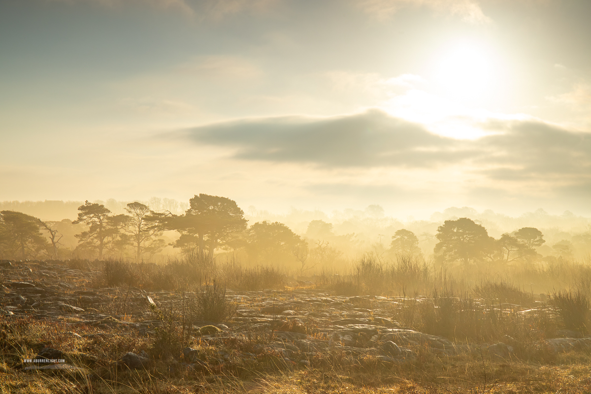 Rockforest Burren Lowlands Clare Ireland - blog,burren pines,january,lowlands,mist,rockforest,scots pine,sunrise,winter