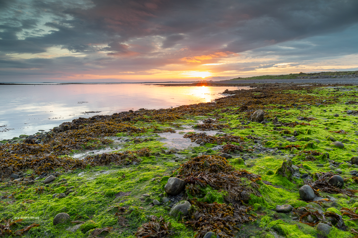 Rosshill Beach Aughinigh Peninsula Kinvara Wild Atlantic Way Clare Ireland - algae,coast,pick-coast,portfolio,rosshill,september,summer,sunrise