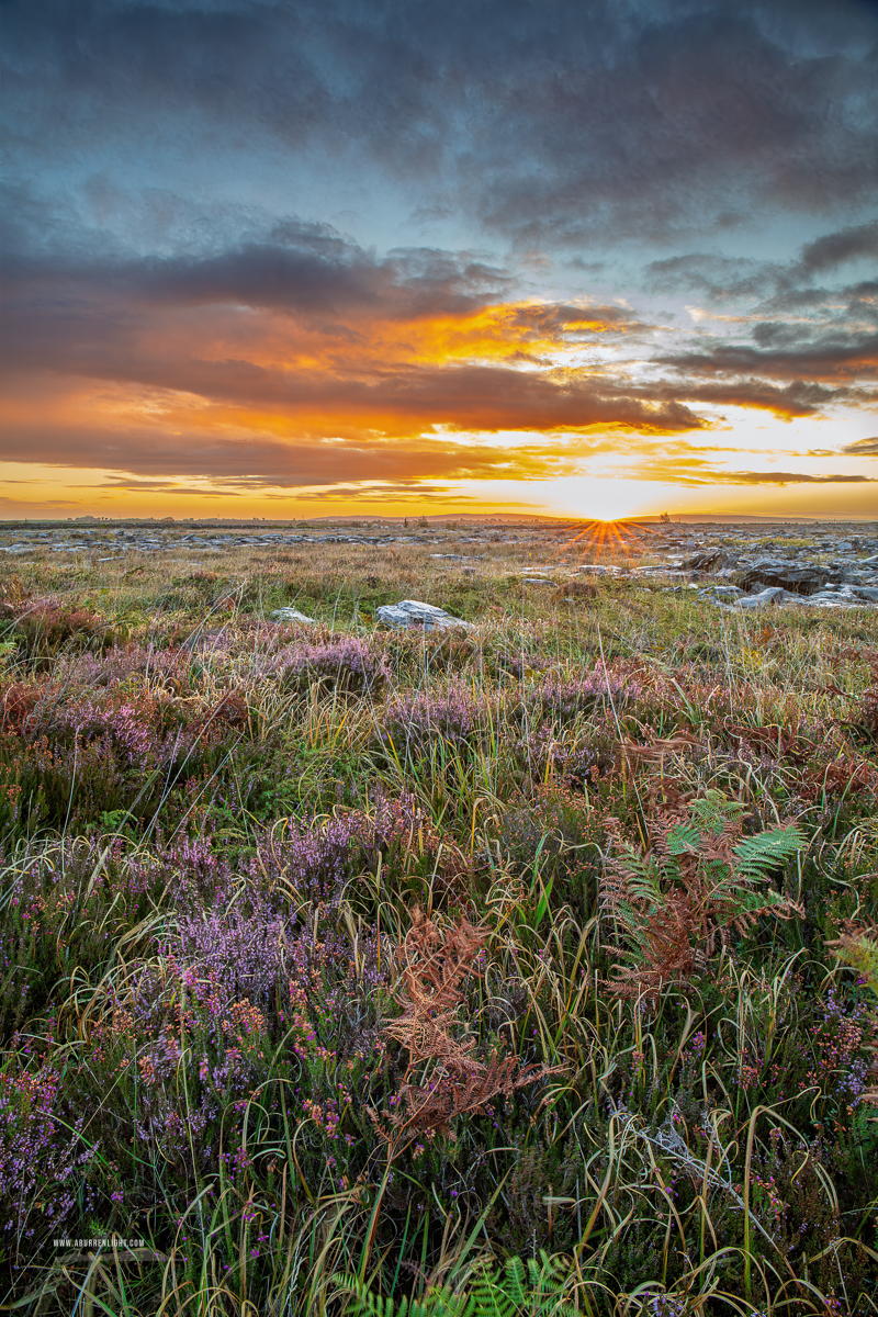 Portrait view of heather and ferns across the Burren beneath a cloud filled golden sunrise