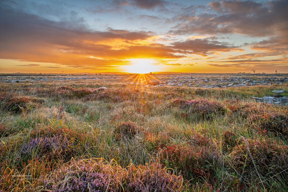 Low sunrise forming a sunstar above late summer heather, ferns and grasses in the Burren