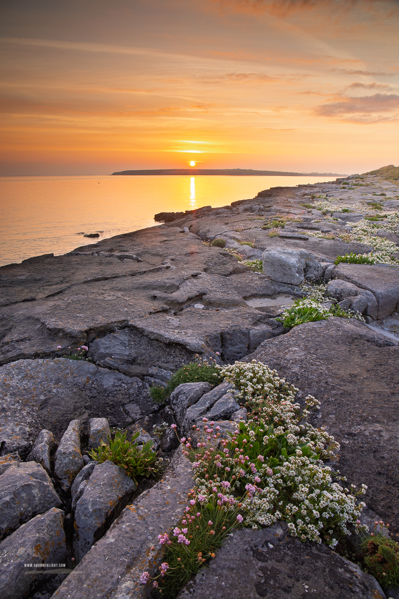 The Flaggy Shore Kinvara Wild Atlantic Way Clare Ireland - april,flaggy shore,flowers,orange,spring,sunrise,coast,thrift